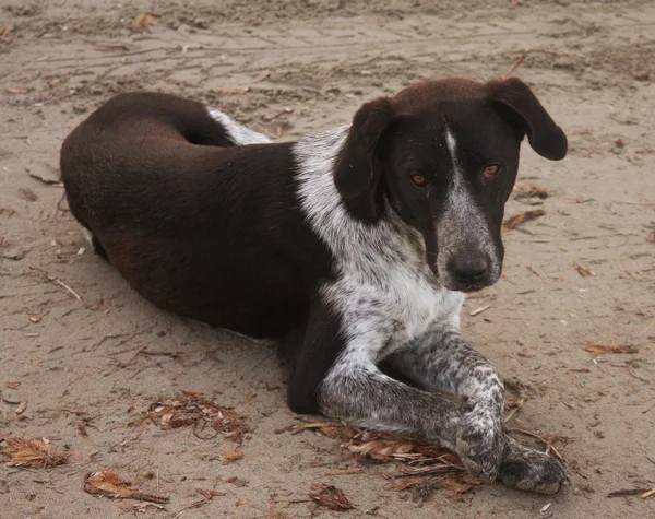 Hund sittande på stranden — Stockfoto