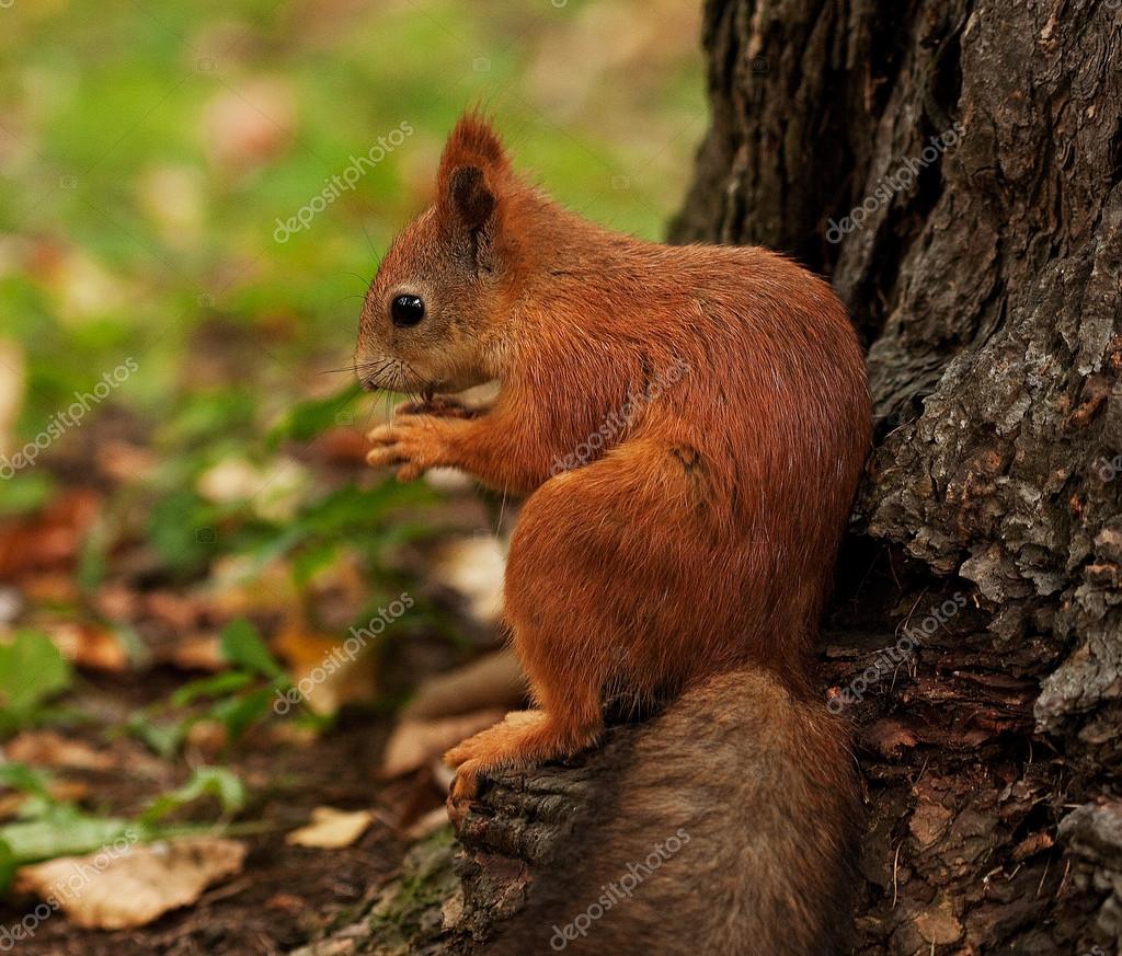 Ecureuil Roux Dans La Foret D Automne Photographie Kanareva C
