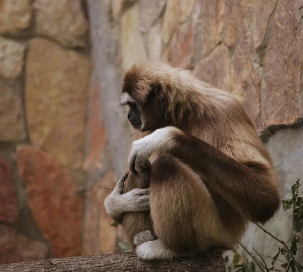 Monkey in zoo — Stock Photo, Image