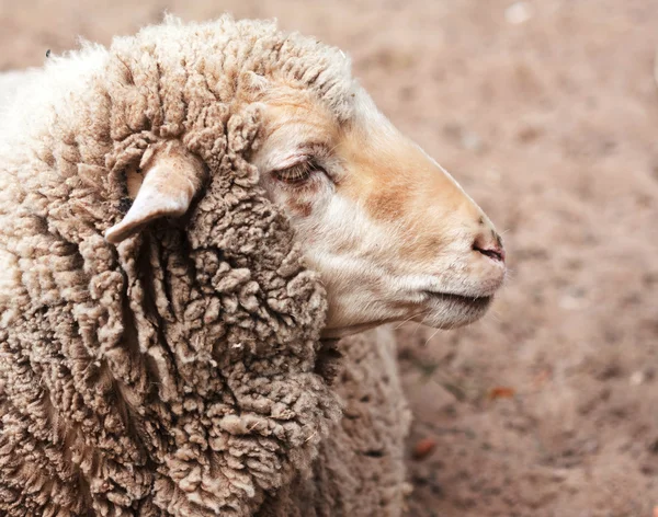 Vlněný ovce v zoo — Stock fotografie