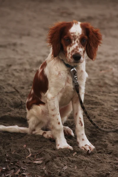 Hund sittande på stranden — Stockfoto