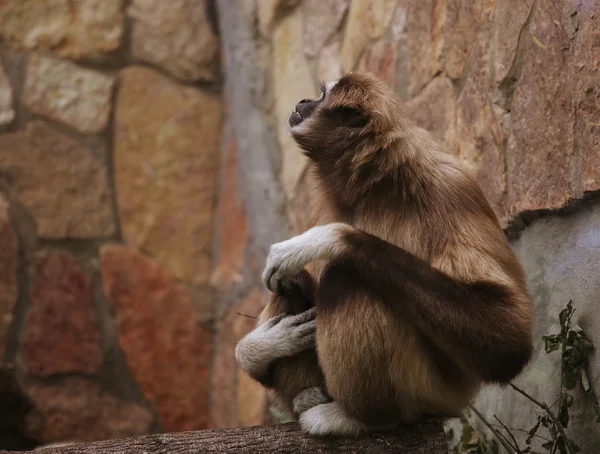 動物園のサルは — ストック写真