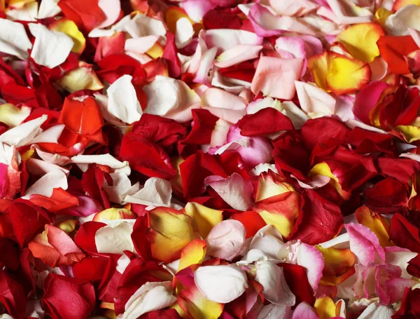 Colorato petali di rosa sfondo — Foto Stock