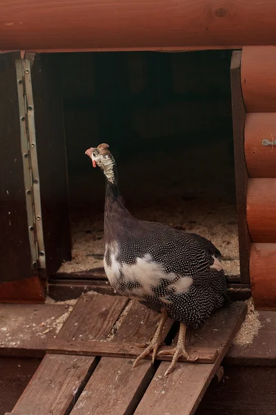 Άγρια κοτόπουλο σε ζωολογικό κήπο — Φωτογραφία Αρχείου