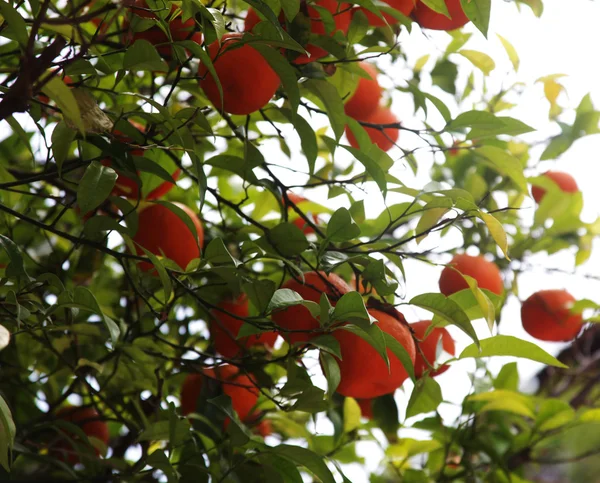 Pomarańczowe drzewa, letni dzień — Zdjęcie stockowe