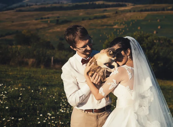 Casal de casamento com gato — Fotografia de Stock