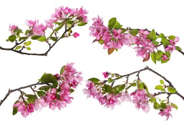 elma ağacı dalları