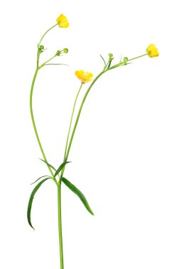 düğün çiçeği çiçek