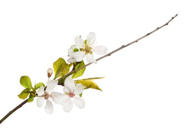 çiçekli ağaç dalı