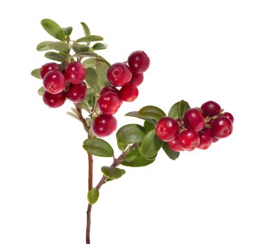 Cowberries şube