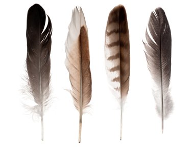 Set of feathers clipart