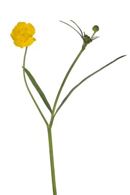 Altın kır çiçeği