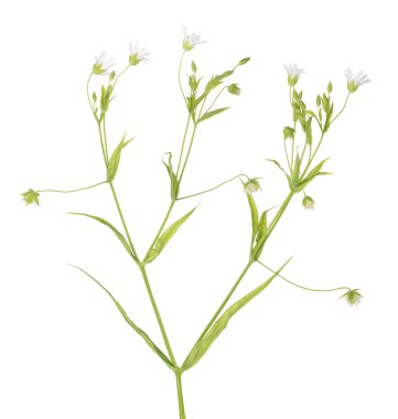 stellaria çiçekler