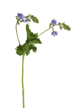 mavi çiçekler ile bitki