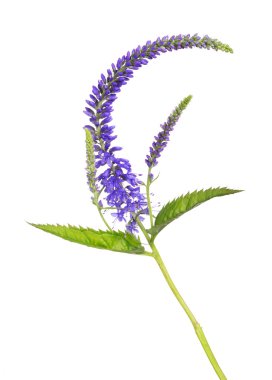 yabani mavi çiçekler