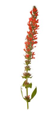 vahşi kırmızı çiçek