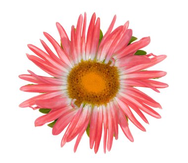 kırmızı renkli çiçek