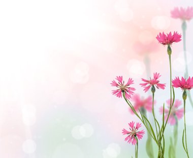 Pembe hindiba çiçek