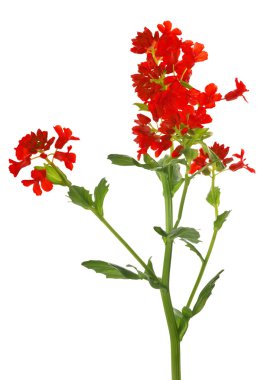 Kırmızı kır çiçekleri