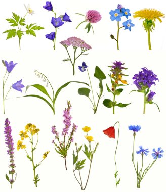 spring wildflowers clipart
