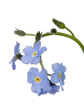 Unutma beni çiçekleri.