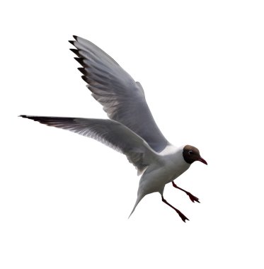 uçan martı