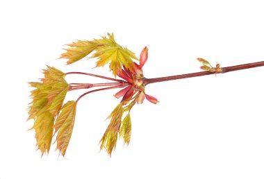 akçaağaç yaprakları