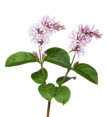 Lila yeşil yaprakları