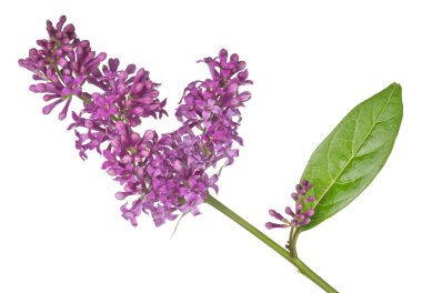 Koyu EflatunSantuario de Brahman