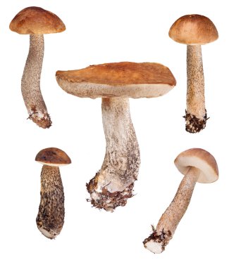 Huş ağacı boletes