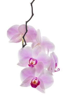 pembe orkide çiçekleri