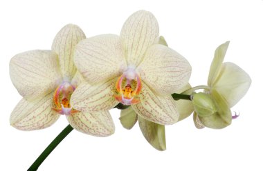 Sarı orkide çiçek