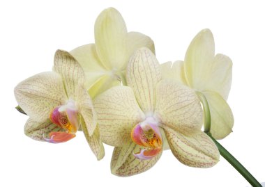 Sarı orkide çiçek