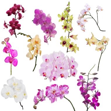 orkide çiçekleri