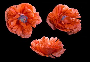 Set kırmızı haşhaş çiçekler