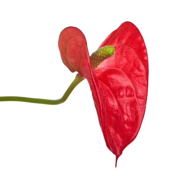 Fiore di anthurium rosso — Foto Stock