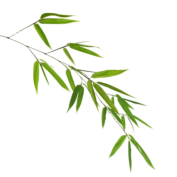 Bamboo branch — Stock Photo, Image
