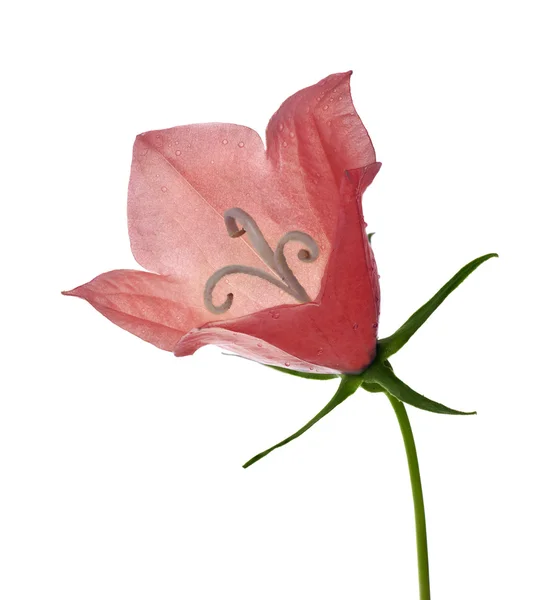 Fiore di BlueBell rosa — Foto Stock