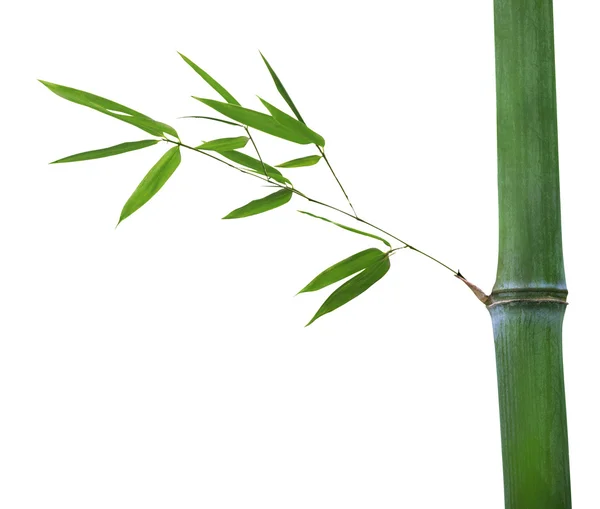 Bambu stam — Stockfoto