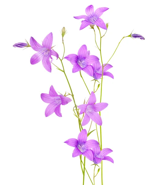 Campanula λουλούδια — Φωτογραφία Αρχείου