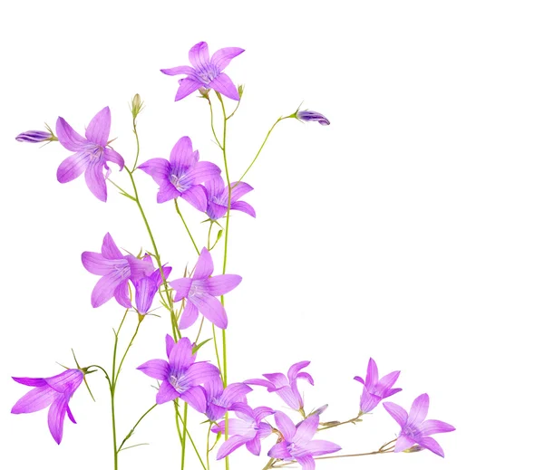 Campanula flowers composition — Stock Photo, Image