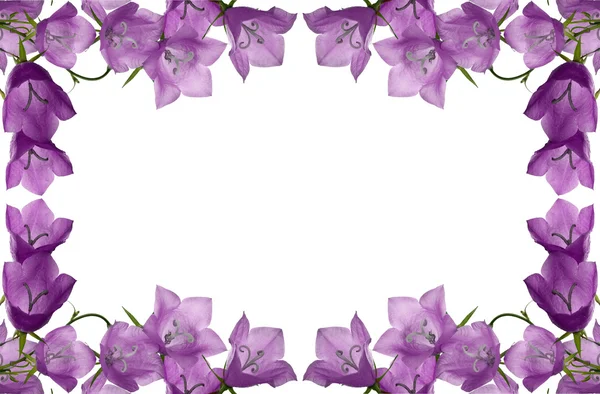 Campanula flores marco — Foto de Stock