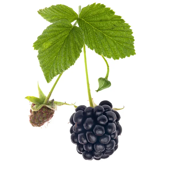 Blackberry con hojas — Foto de Stock