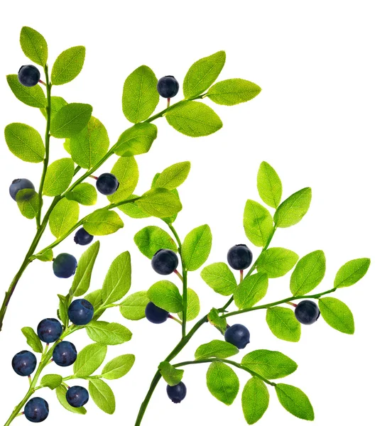 蓝莓植物 — 图库照片