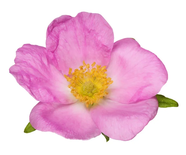 Brier flower — Stock Photo, Image
