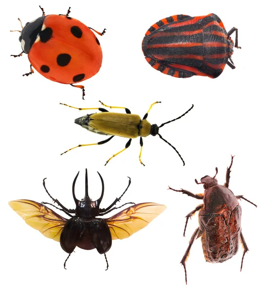 Bugs collection — Stock Photo, Image