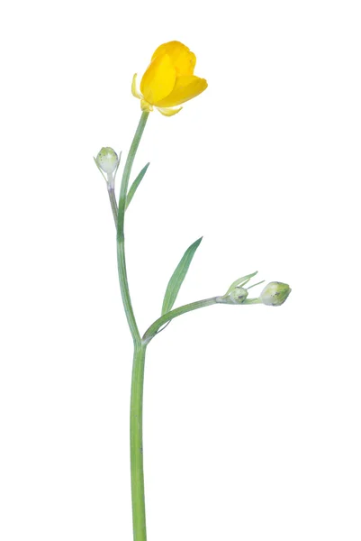 Buttercup bloem — Stockfoto