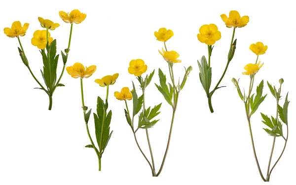 Yellow buttercup flowers — Stock Photo, Image