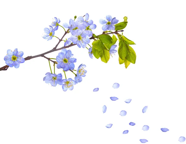 Cherry flowers — Stock Photo, Image