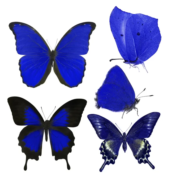 Butterflies set — Stock Photo, Image